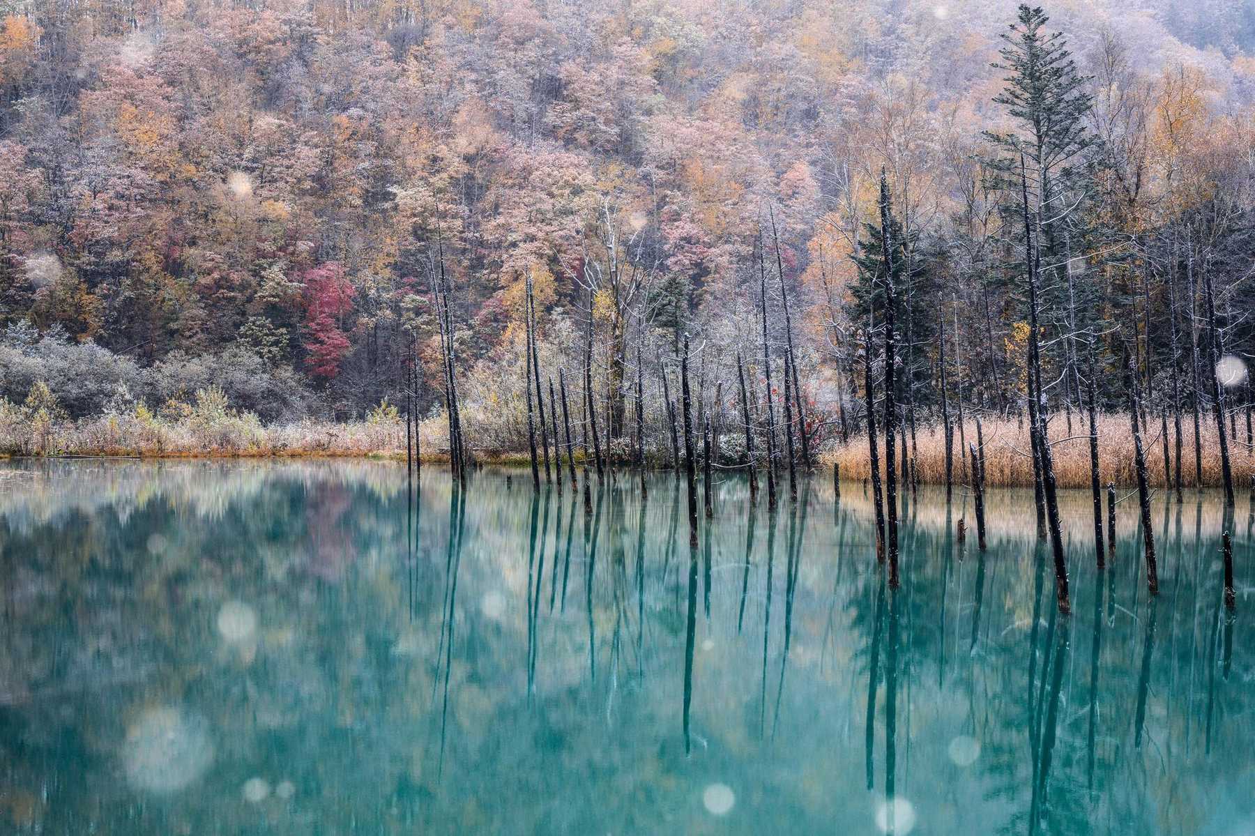 青い池 (雪×紅葉)の写真