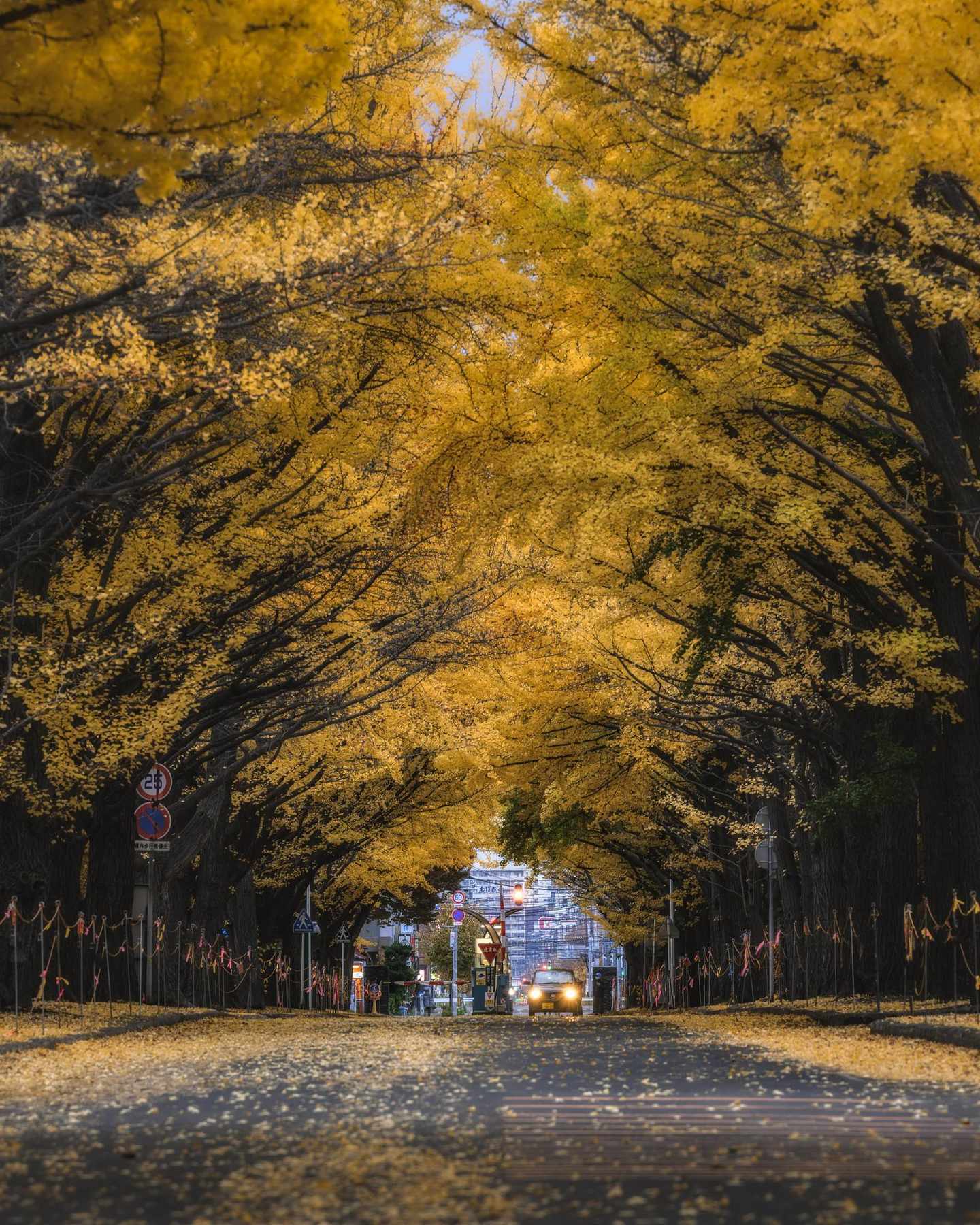 北大イチョウ並木の写真