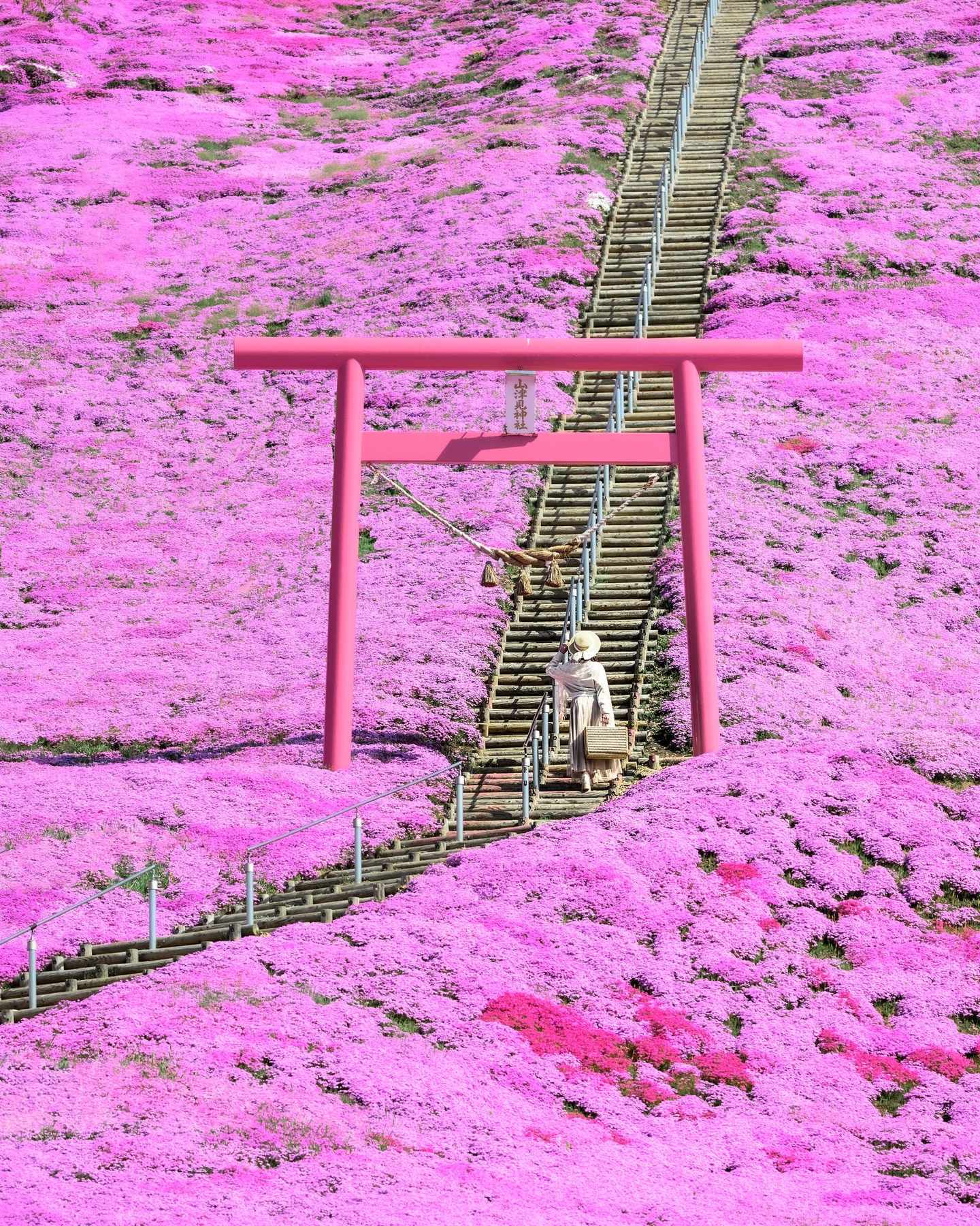 東もこと芝桜公園 (鳥居)の写真