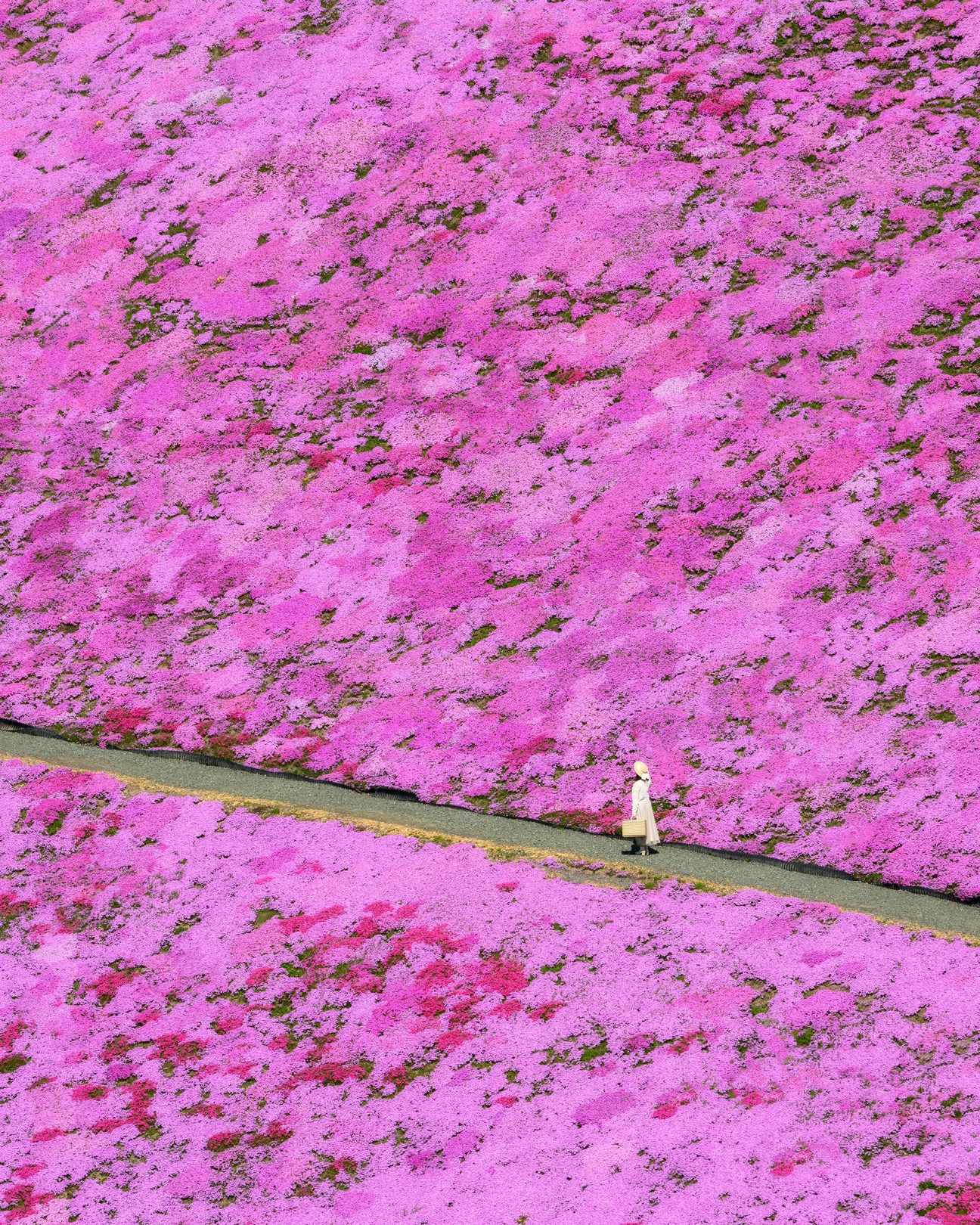 東もこと芝桜公園 (ポツン)の写真