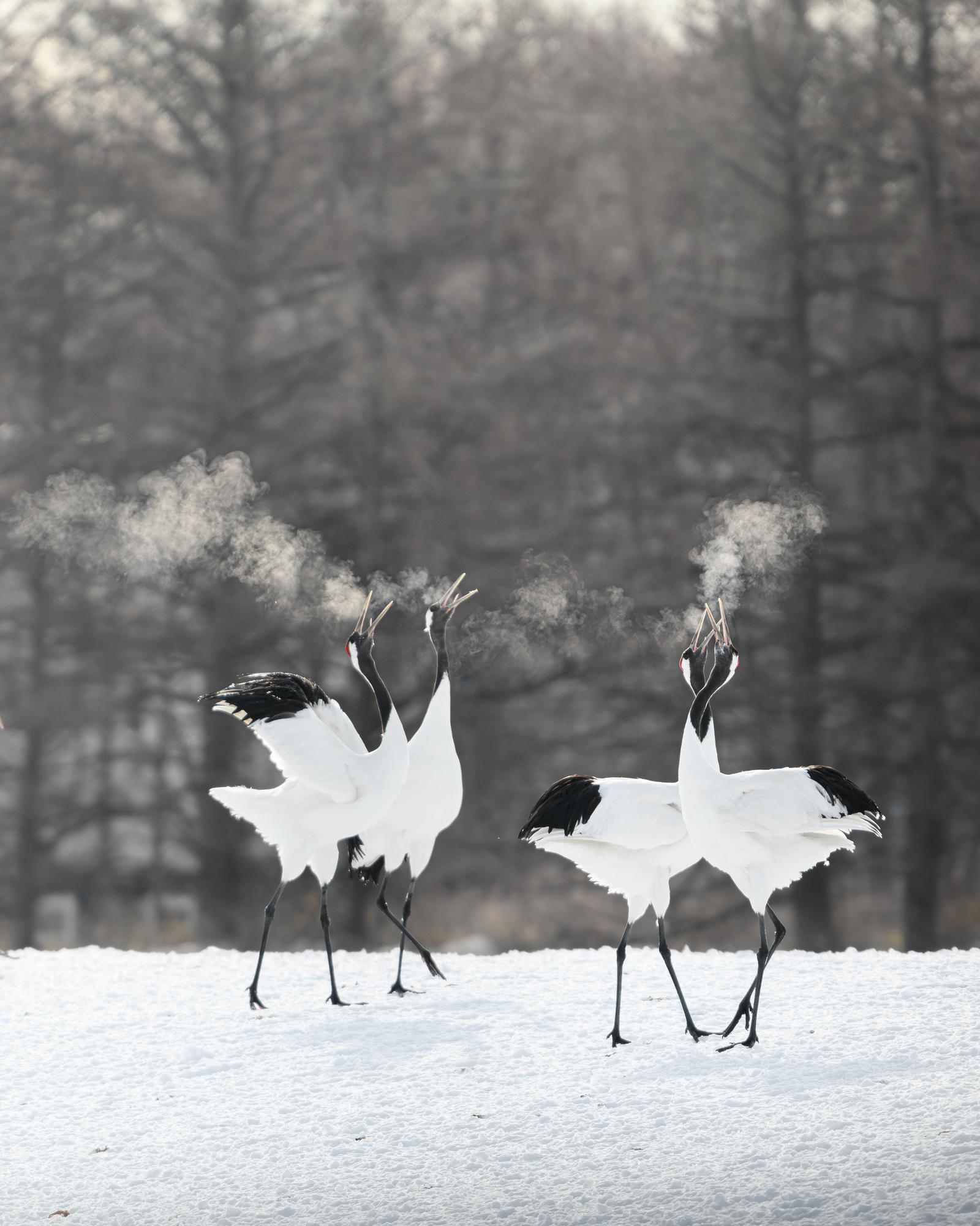 タンチョウサンクチュアリの写真