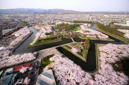 五稜郭 俯瞰(桜ver.)